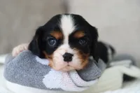 Kaden, a male Cavalier King Charles Spaniel for sale in Fresno, OH – 3 of 5