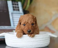 Sawyer, a male Maltipoo for sale in Fresno, OH – 4 of 5
