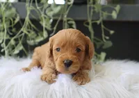 Aria, a male Miniature Goldendoodle for sale in Fresno, OH – 2 of 3