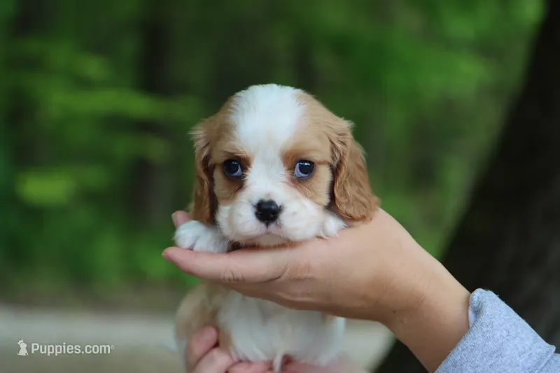 Upton – Cavalier King Charles Spaniel puppy for sale in Fresno, OH