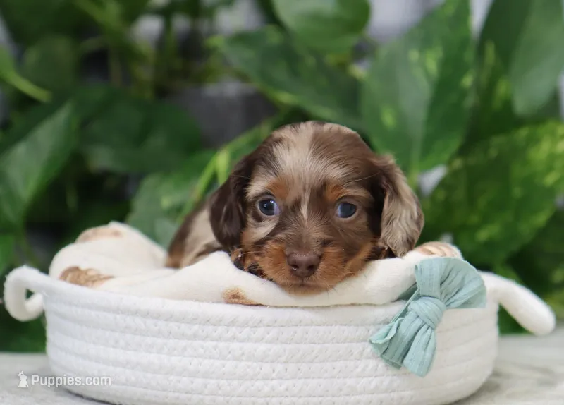 Quinton – Miniature Dachshund puppy for sale in Fresno, OH