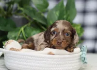 Quinton, a male Miniature Dachshund for sale in Fresno, OH – Photo 4 of 5