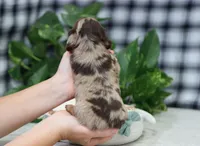 Quinton, a male Miniature Dachshund for sale in Fresno, OH – Photo 2 of 5