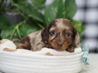 Quinton, a male Miniature Dachshund for sale in Fresno, OH – Photo 5 of 5