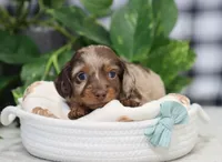 Quinton, a male Miniature Dachshund for sale in Fresno, OH – Photo 3 of 5