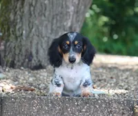 Wyatt, a male Miniature Dachshund for sale in Fresno, OH – 3 of 4