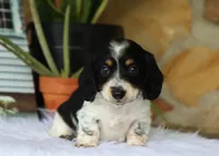 Wyatt, a male Miniature Dachshund for sale in Fresno, OH – 4 of 6