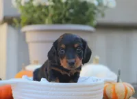 Lexi, a female Miniature Dachshund for sale in Fresno, OH – 2 of 3