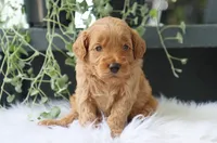 Albus, a male Miniature Goldendoodle for sale in Fresno, OH – 4 of 7