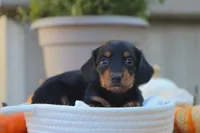 Lola, a female Miniature Dachshund for sale in Fresno, OH – 4 of 4