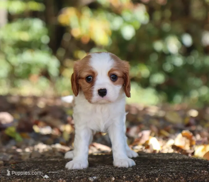Nadine – Cavalier King Charles Spaniel puppy for sale in Fresno, OH