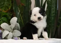 Dylan, a male Miniature Australian Shepherd for sale in Fresno, OH – Photo 2 of 3