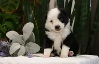 Dylan, a male Miniature Australian Shepherd for sale in Fresno, OH – Photo 1 of 3