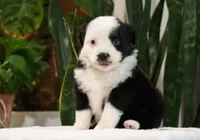 Dylan, a male Miniature Australian Shepherd for sale in Fresno, OH – Photo 3 of 3