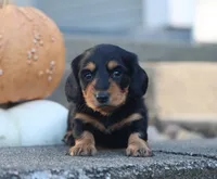 Parker, a male Miniature Dachshund for sale in Fresno, OH – 1 of 3
