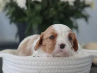 Nadine, a female Cavalier King Charles Spaniel for sale in Fresno, OH – 4 of 4
