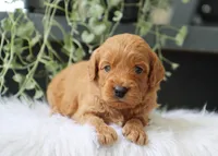 Alec, a male Miniature Goldendoodle for sale in Fresno, OH – 3 of 4