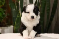 Daisy, a female Miniature Australian Shepherd for sale in Fresno, OH – Photo 1 of 3