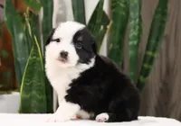 Daisy, a female Miniature Australian Shepherd for sale in Fresno, OH – Photo 2 of 3