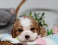 Ulf, a male Cavalier King Charles Spaniel for sale in Fresno, OH – 5 of 5