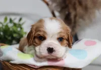 Ulf, a male Cavalier King Charles Spaniel for sale in Fresno, OH – 3 of 5