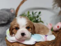Ulf, a male Cavalier King Charles Spaniel for sale in Fresno, OH – 2 of 5