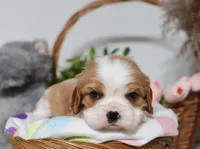 Ulf, a male Cavalier King Charles Spaniel for sale in Fresno, OH – 1 of 5