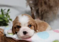 Ulf, a male Cavalier King Charles Spaniel for sale in Fresno, OH – 4 of 5