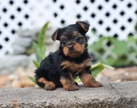 Eva, a female Yorkshire Terrier for sale in Fresno, OH – 2 of 5