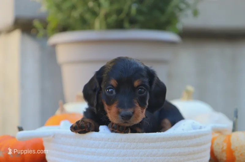 Lexi – Miniature Dachshund puppy for sale in Fresno, OH
