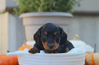 Lexi, a female Miniature Dachshund for sale in Fresno, OH – 1 of 3