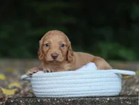 Austin, a male Miniature Dachshund for sale in Fresno, OH – 3 of 4