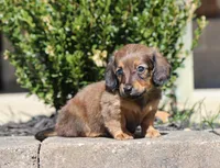 Faye, a female Miniature Dachshund for sale in Fresno, OH – Photo 5 of 6