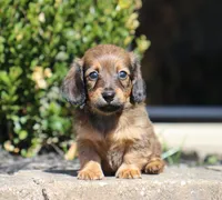 Faye, a female Miniature Dachshund for sale in Fresno, OH – Photo 2 of 6