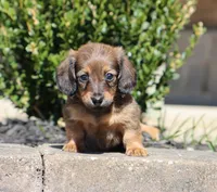 Faye, a female Miniature Dachshund for sale in Fresno, OH – Photo 6 of 6
