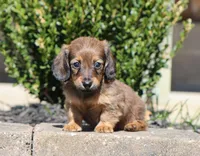 Faye, a female Miniature Dachshund for sale in Fresno, OH – Photo 3 of 6