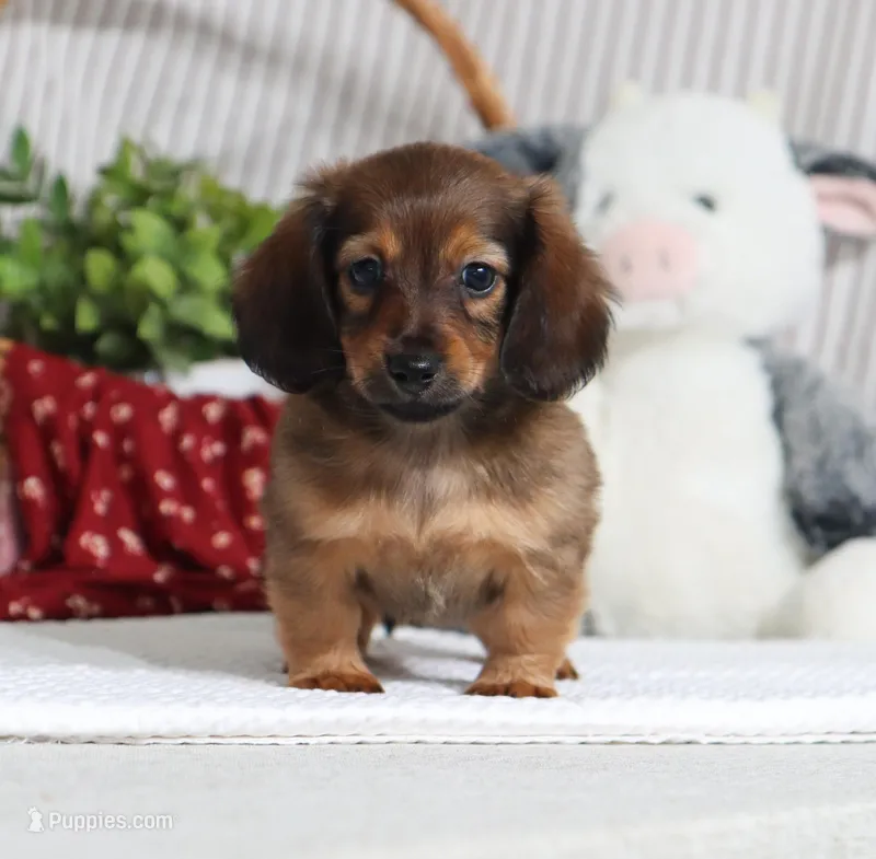 Faye – Miniature Dachshund puppy for sale in Fresno, OH