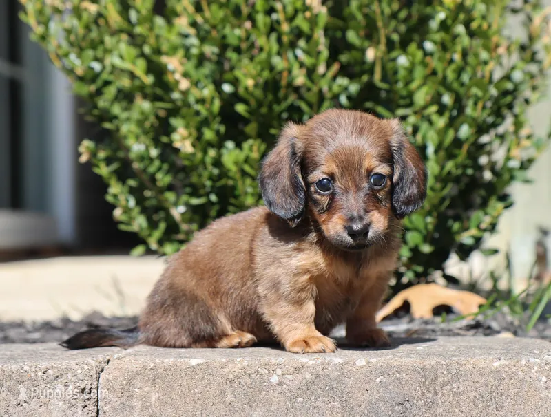 Faye – Miniature Dachshund puppy for sale in Fresno, OH