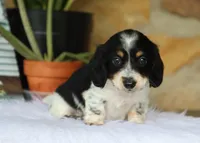Wyatt, a male Miniature Dachshund for sale in Fresno, OH – 3 of 6
