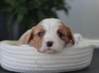 Nadine, a female Cavalier King Charles Spaniel for sale in Fresno, OH – 2 of 4