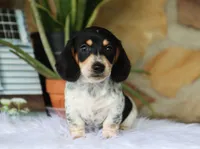 Yasmin, a female Miniature Dachshund for sale in Fresno, OH – 5 of 6