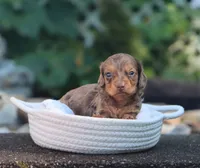 Uriah, a male Miniature Dachshund for sale in Fresno, OH – 2 of 4