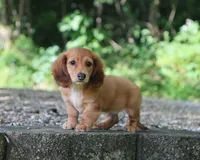 Bennett, a male Miniature Dachshund for sale in Fresno, OH – 4 of 5
