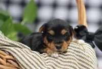 Bella, a female Yorkshire Terrier for sale in Fresno, OH – Photo 2 of 5