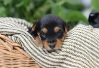 Bella, a female Yorkshire Terrier for sale in Fresno, OH – Photo 5 of 5