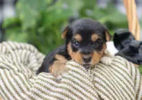 Bella, a female Yorkshire Terrier for sale in Fresno, OH – Photo 4 of 5