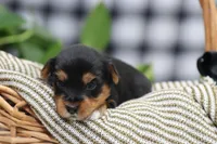 Bella, a female Yorkshire Terrier for sale in Fresno, OH – Photo 3 of 5