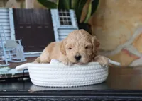 Seth, a male Maltipoo for sale in Fresno, OH – 4 of 4
