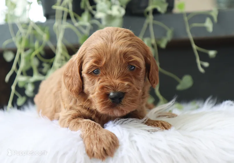Aamir – Miniature Goldendoodle puppy for sale in Fresno, OH
