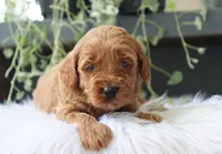 Aamir, a male Miniature Goldendoodle for sale in Fresno, OH – 1 of 5